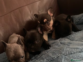 French Bulldog dogs - Advert 1