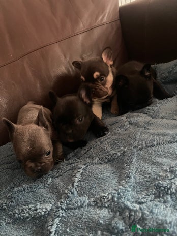 French Bulldog dogs - Advert 3