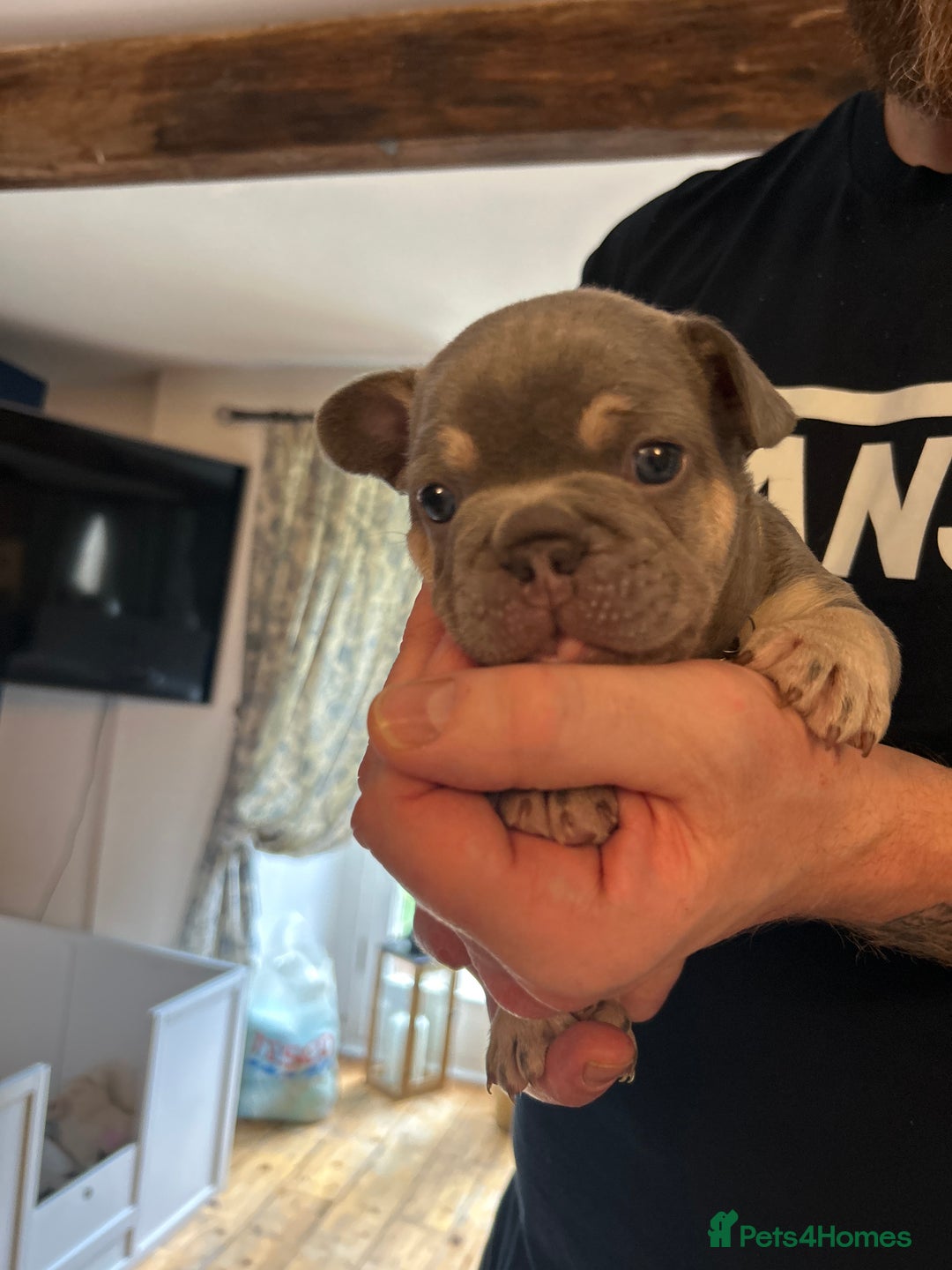 French Bulldog dogs for sale: ✨ REDUCED! STUNNING FRENCHIES LILAC TAN PIED 😍 - Image 9