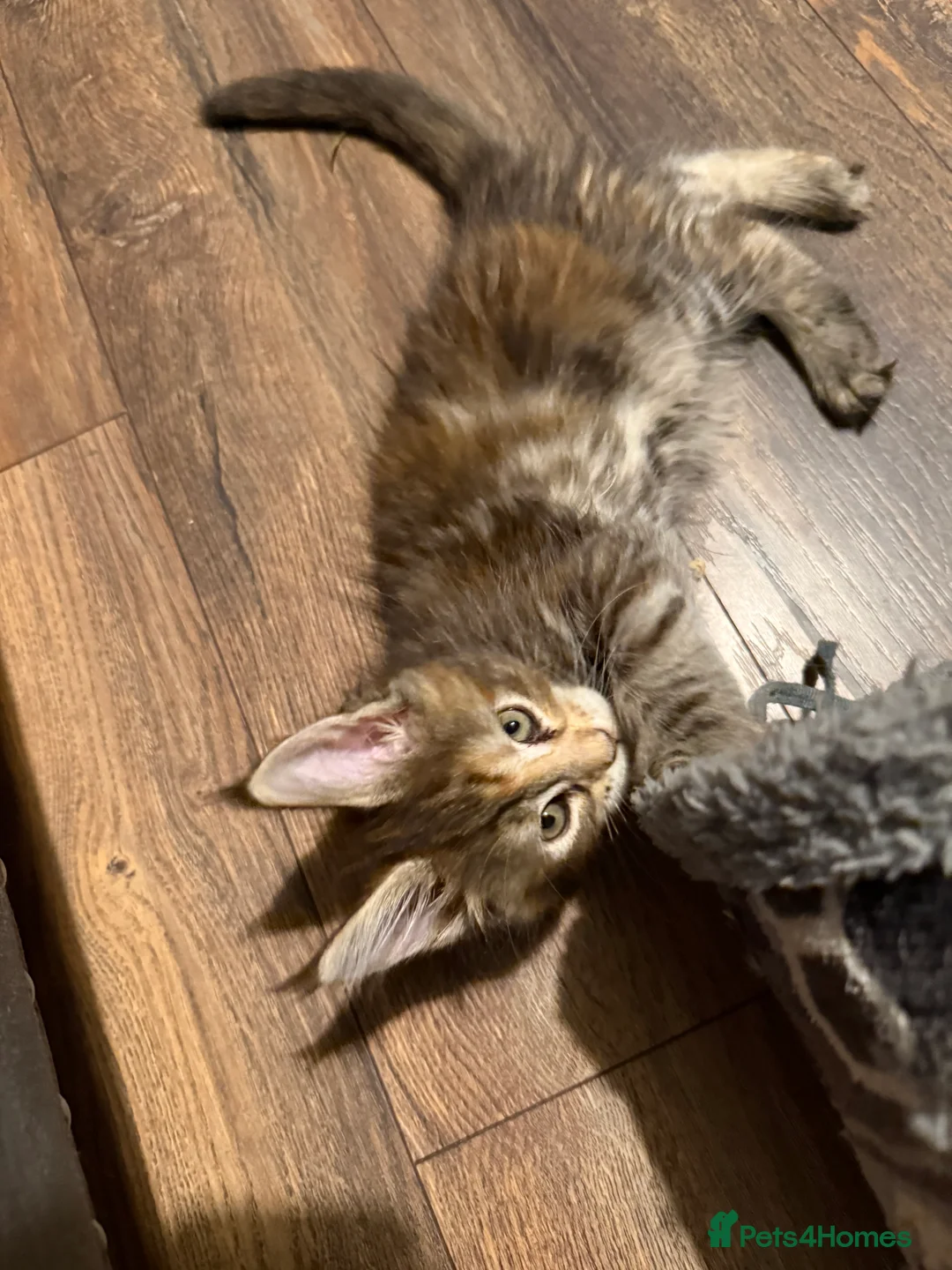 Maine Coon cats for sale: 7 beautiful Maine coon full breed kittens  - Advert 22
