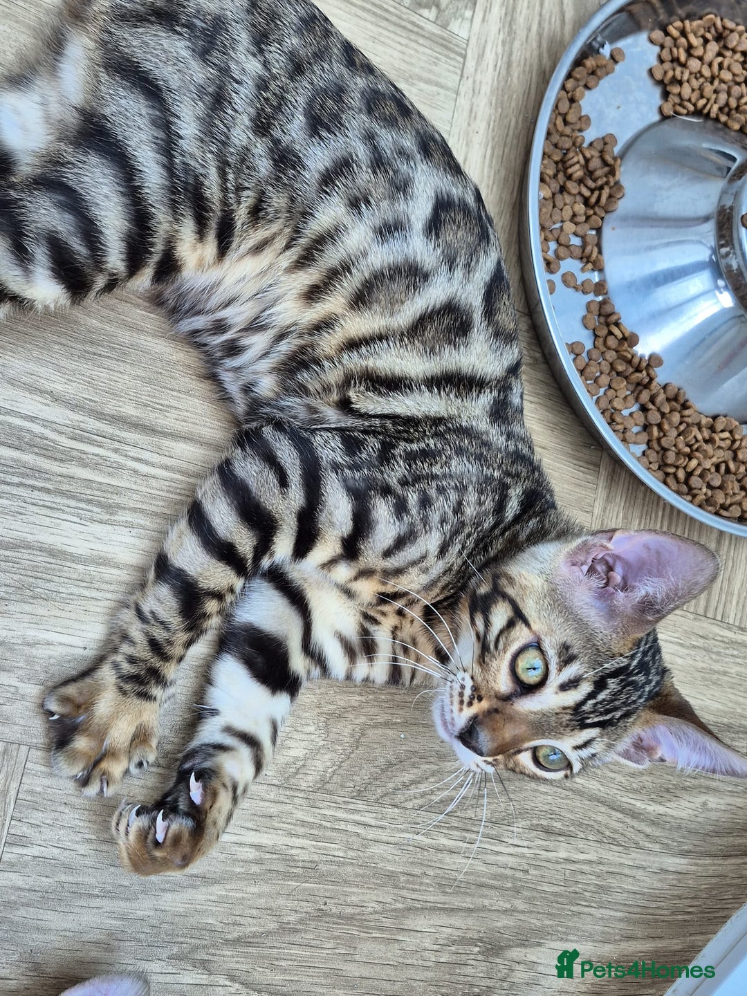 Bengal cats for sale: Bengal boy - Image 22