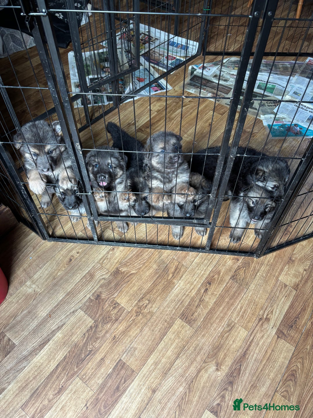 German Shepherd dogs for sale: 8 beautiful long haired German shepherd puppies  - Image 25