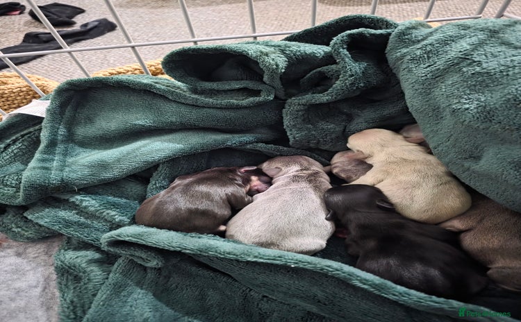 French Bulldog dogs for sale - Advert 1