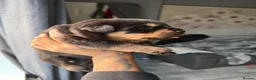 Rottweiler dogs for sale: Full German Rottweiler  - Advert 5