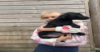 Labrador Retriever dogs - Advert 14