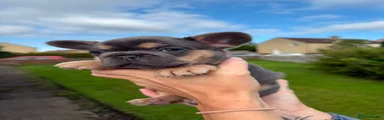 French Bulldog 2