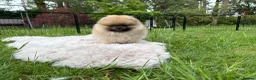 Pomeranian dogs for sale:  Rare colour Russian line Teddy Bear Pom Puppies ✨ - Advert 5