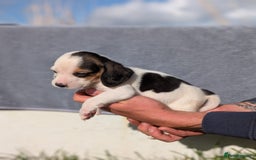Beagle dogs for sale: 2 Gorgeous beagle puppies left - Image 3