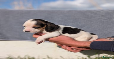 Beagle dogs - Advert 4