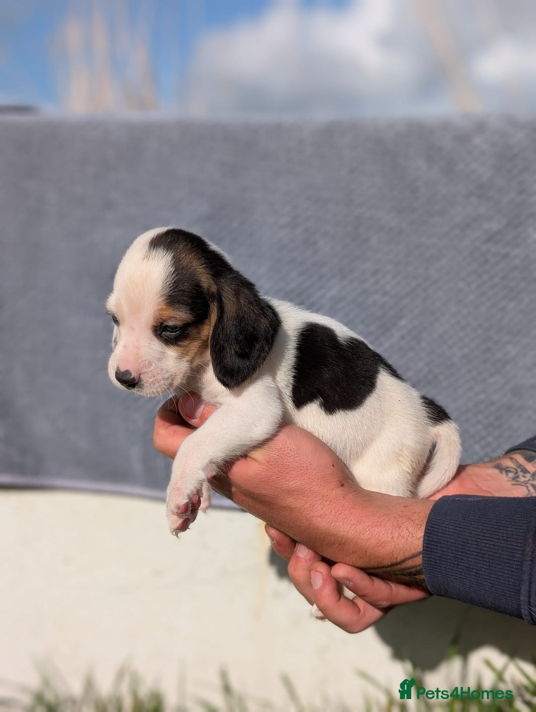 Beagle dogs for sale: 2 Gorgeous beagle puppies left - Image 3