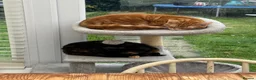 Domestic Shorthair cats for sale: Tabby - beautiful boy - Advert 12