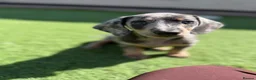 Dachshund dogs for sale: Winnie - Advert 9