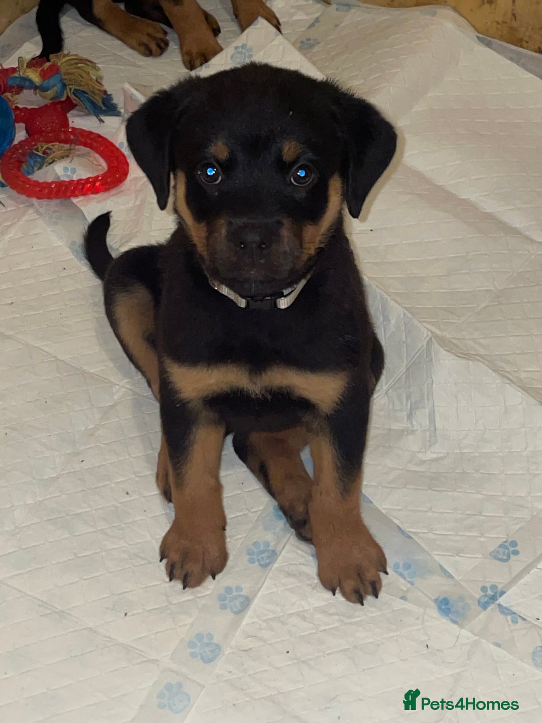 Rottweiler dogs for sale: 11 Chucky Rottweiler puppies for sale  - Image 5