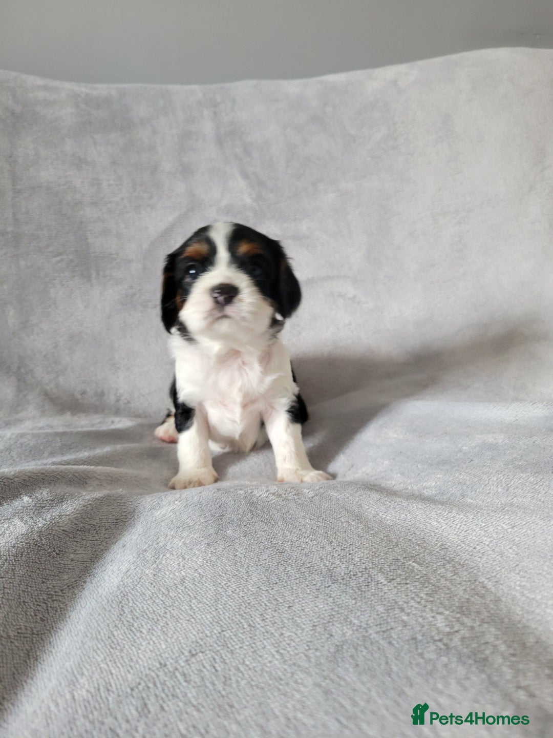 Cavalier King Charles Spaniel dogs for sale: Cavalier King Charles Spaniel Puppies for Sale 🐾 - Image 9