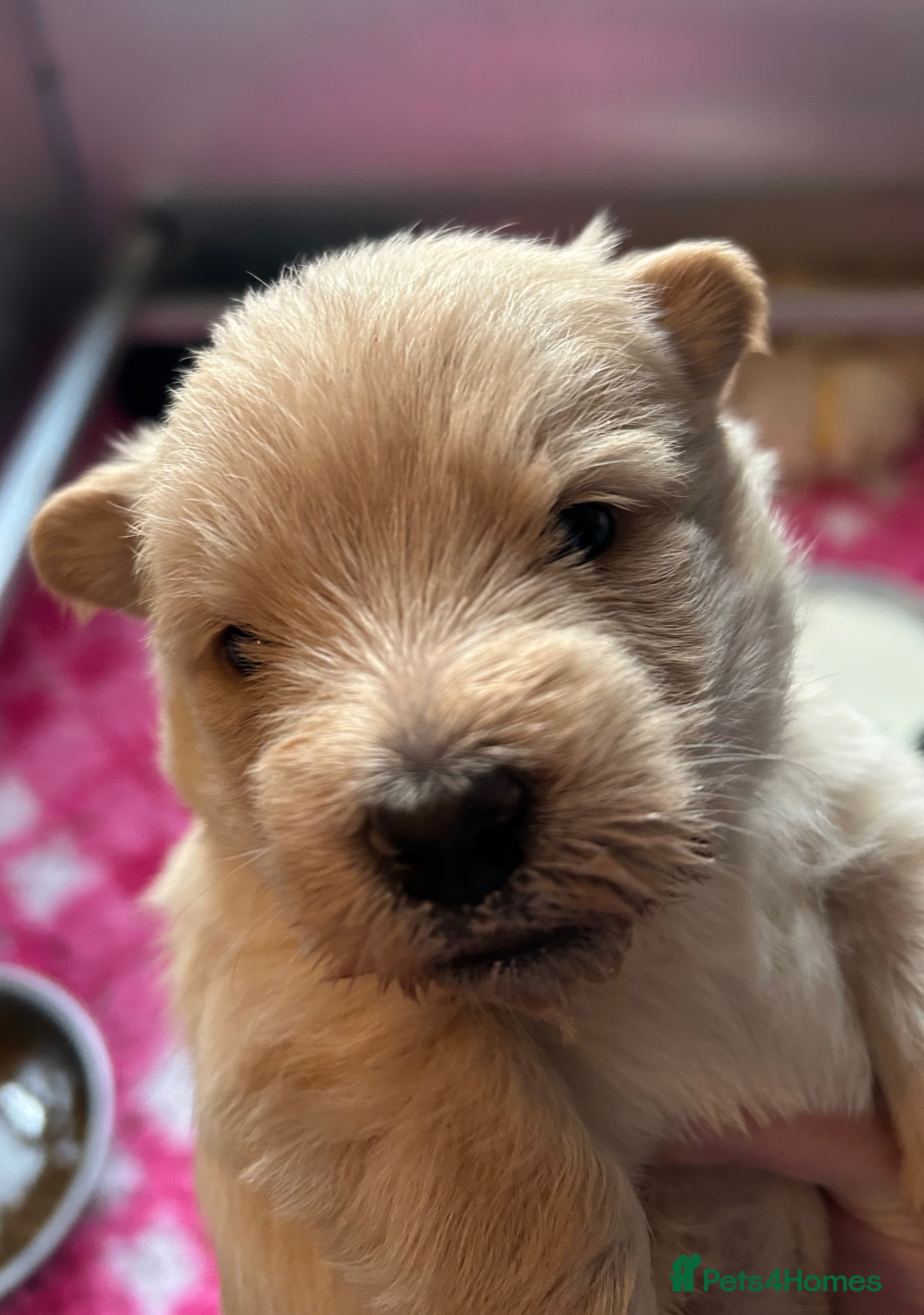 Scottish Terrier dogs Scottish terrier boys  - Advert 1