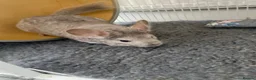 Chinchilla rodents for sale: chinchilla beige - Advert 3