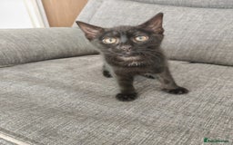 Mixed Breed cats for sale: Kittens - Image 6