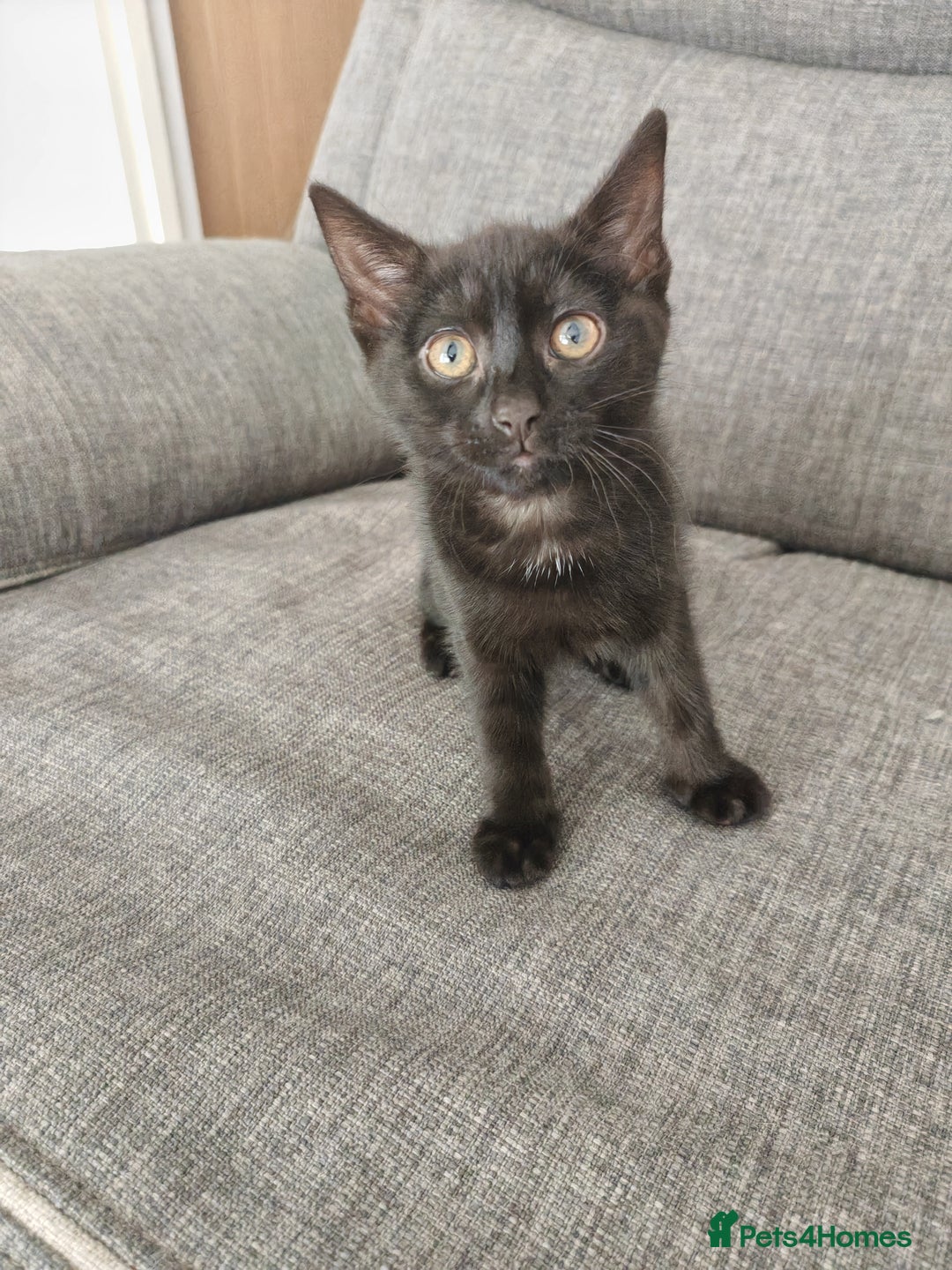 Mixed Breed cats for sale: Kittens - Image 6