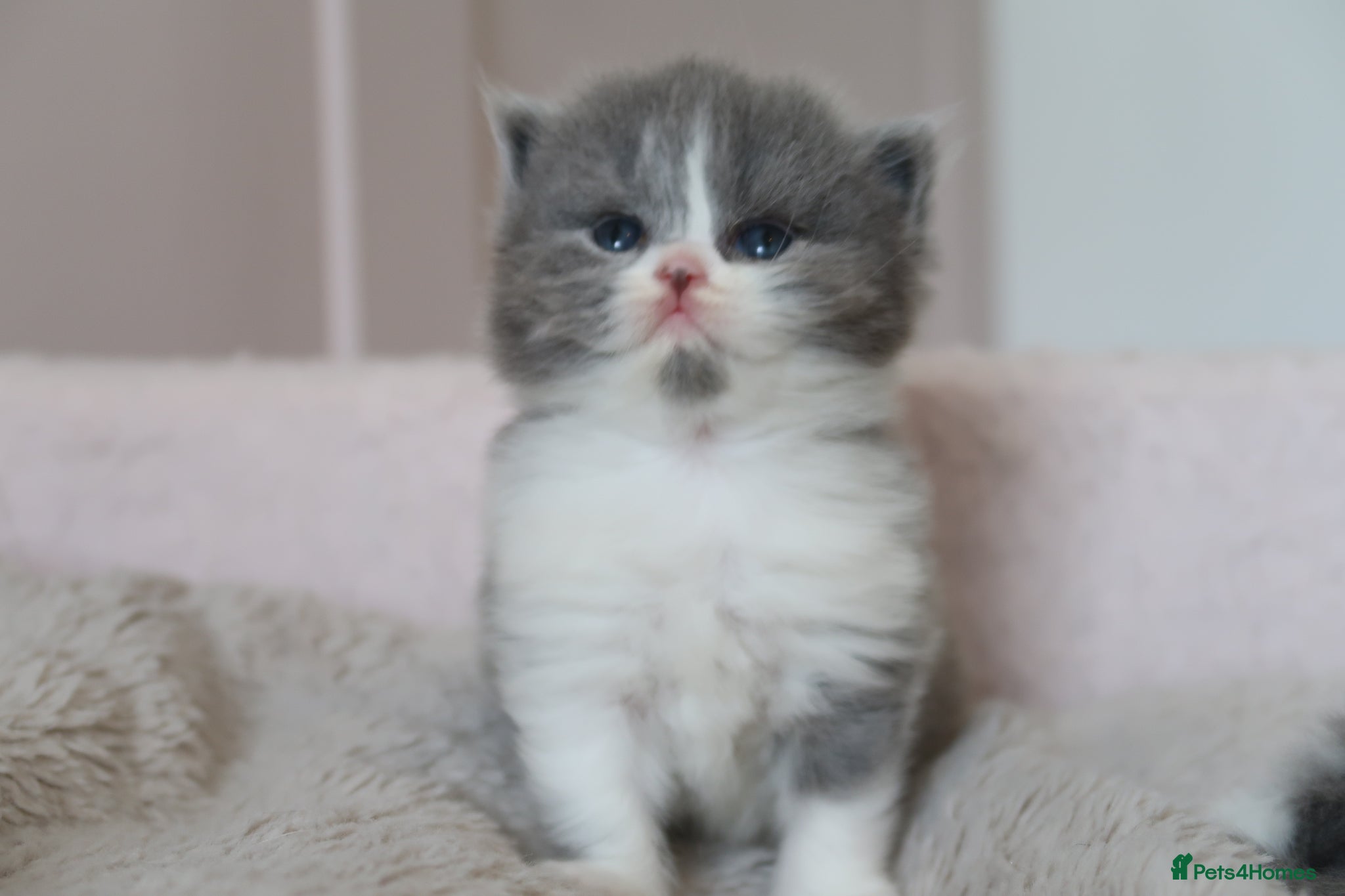 British Longhair cats for sale: British Longhair kittens - Advert 7