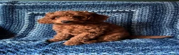 Toy Poodle dogs for stud: KC Pedigree Red Toy Poodle for Stud - Advert 24