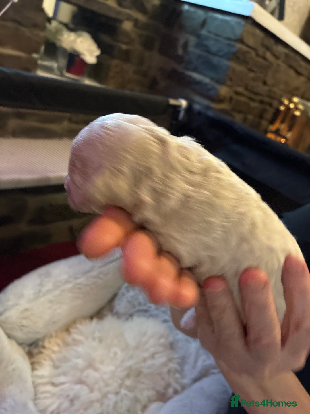 Mixed Breed dogs for sale: Stunning litter of Cavapoochon puppies - Advert 16