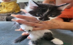 Mixed Breed cats for sale: Beautiful kittens - Image 10