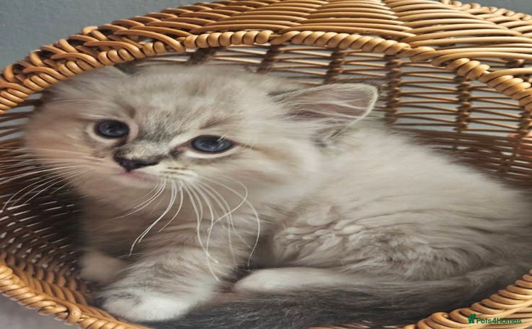 Ragdoll cats - Advert 2