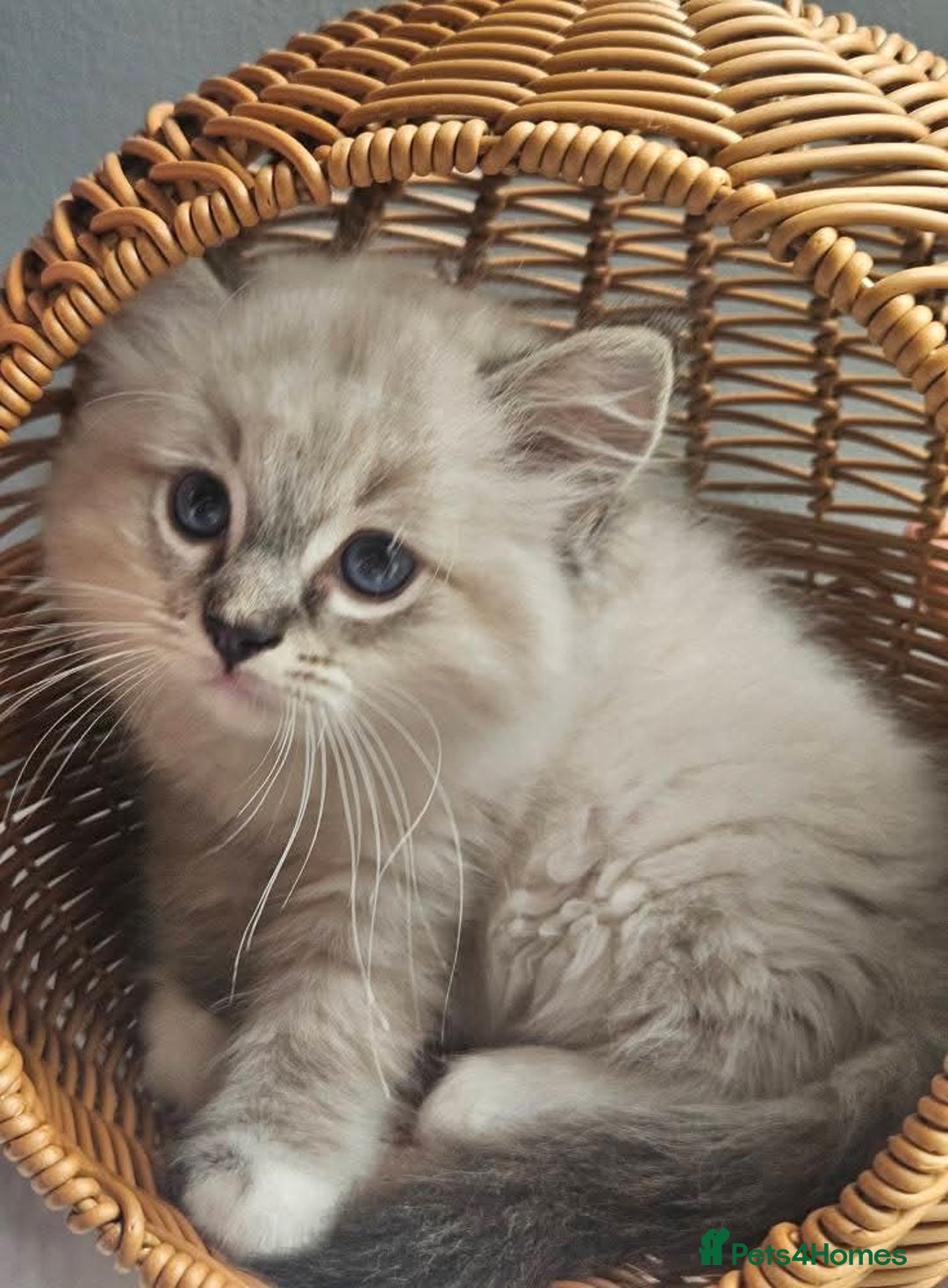 Ragdoll cats for sale: Stunning registered seal tabby ragdoll GC lines - Image 7