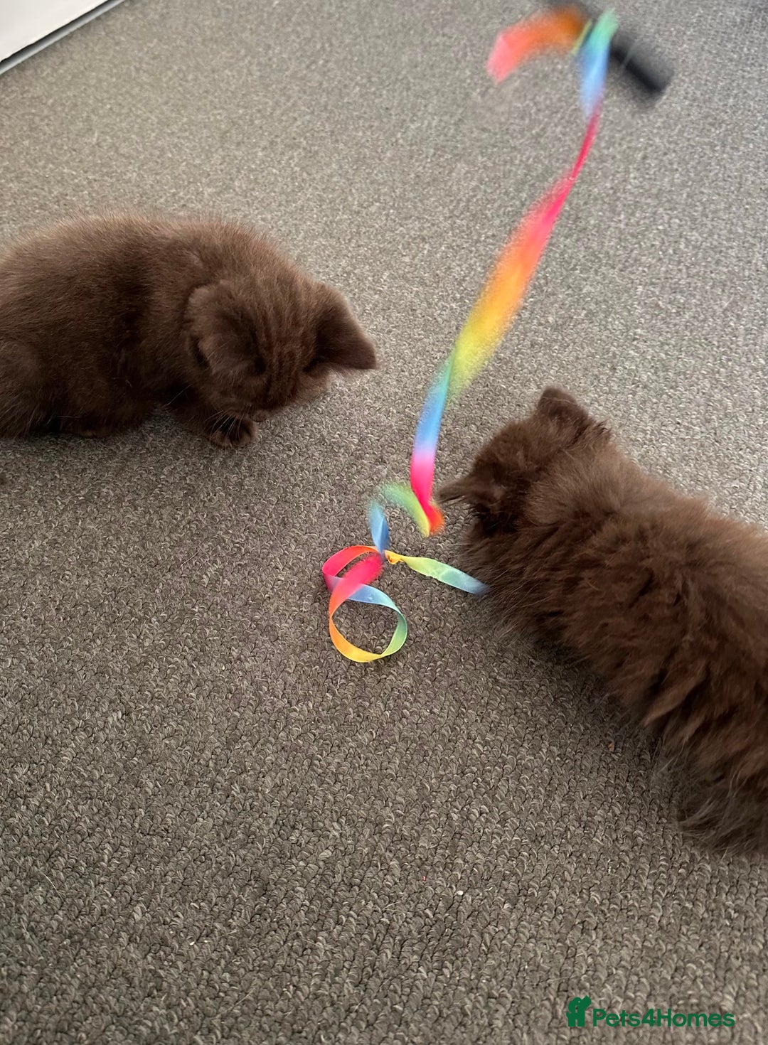 Mixed Breed cats for sale: BSH Ragdoll mix kittens - Advert 5