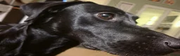Labrador Retriever dogs for sale: Willow - Young Labrador looking for a special home - Advert 10