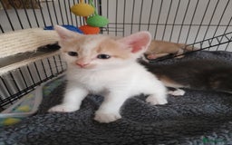 Mixed Breed cats for sale: Beautifully marked kittens  - Image 2