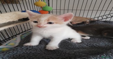 Mixed Breed cats - Advert 9