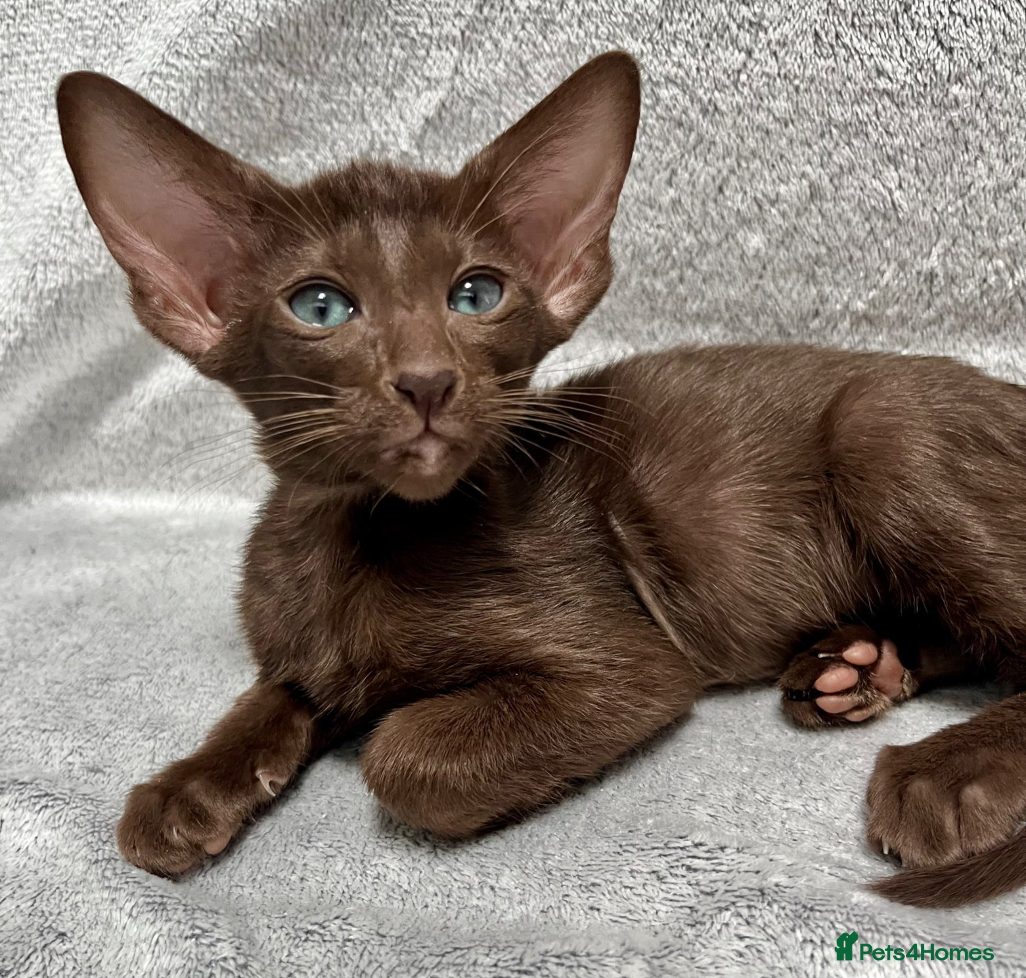 Oriental cats for sale: Supreme pedigree GCCF registered oriental kittens - Advert 19