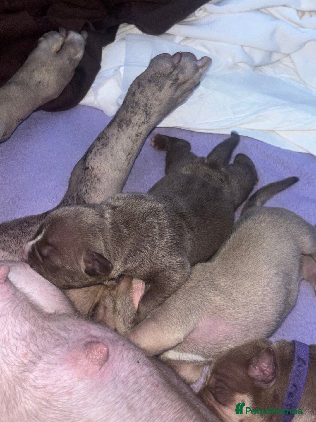 American Bully dogs for sale: Pocket bully puppy’s  - Image 10