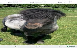 Shetland pony horses for sale: Beautiful 7,2h Mini shetland Gelding  - Image 2
