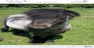 Shetland pony horses - Advert 1