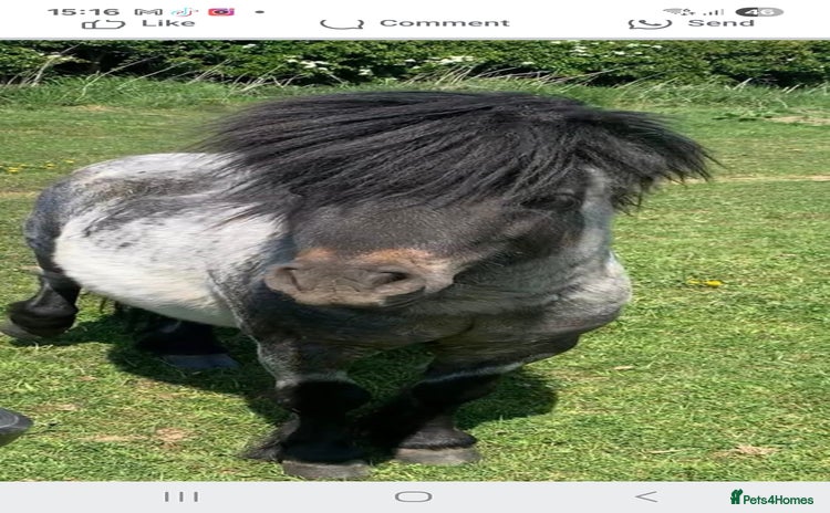 Shetland pony horses - Advert 3
