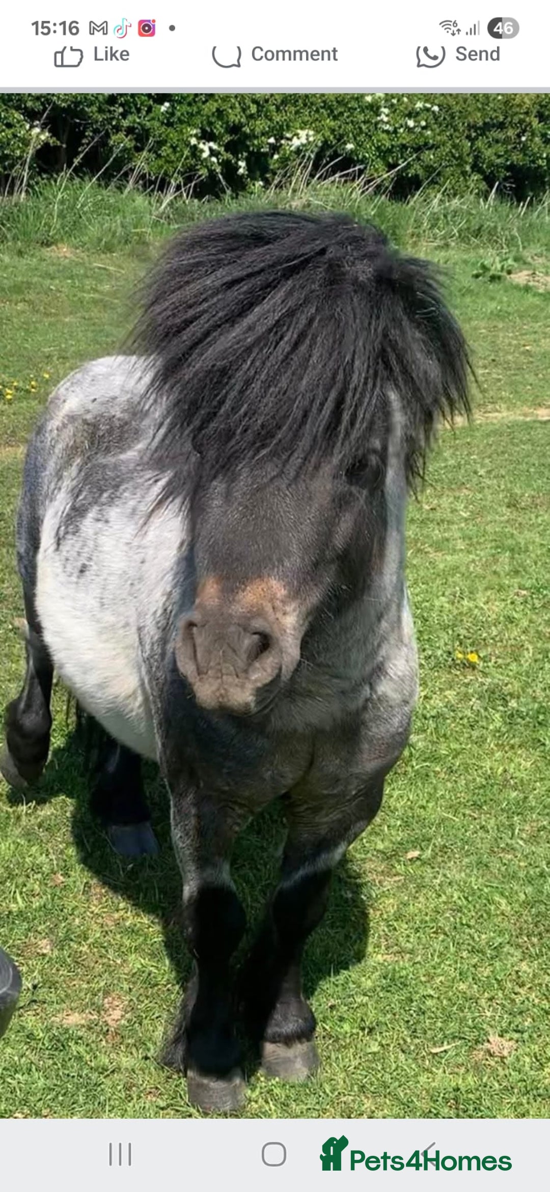 Shetland pony horses for sale: Beautiful 7,2h Mini shetland Gelding  - Image 2