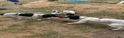 Sprocker dogs for sale: 3 Spaniel female puppies  in Mansfield - Advert 15