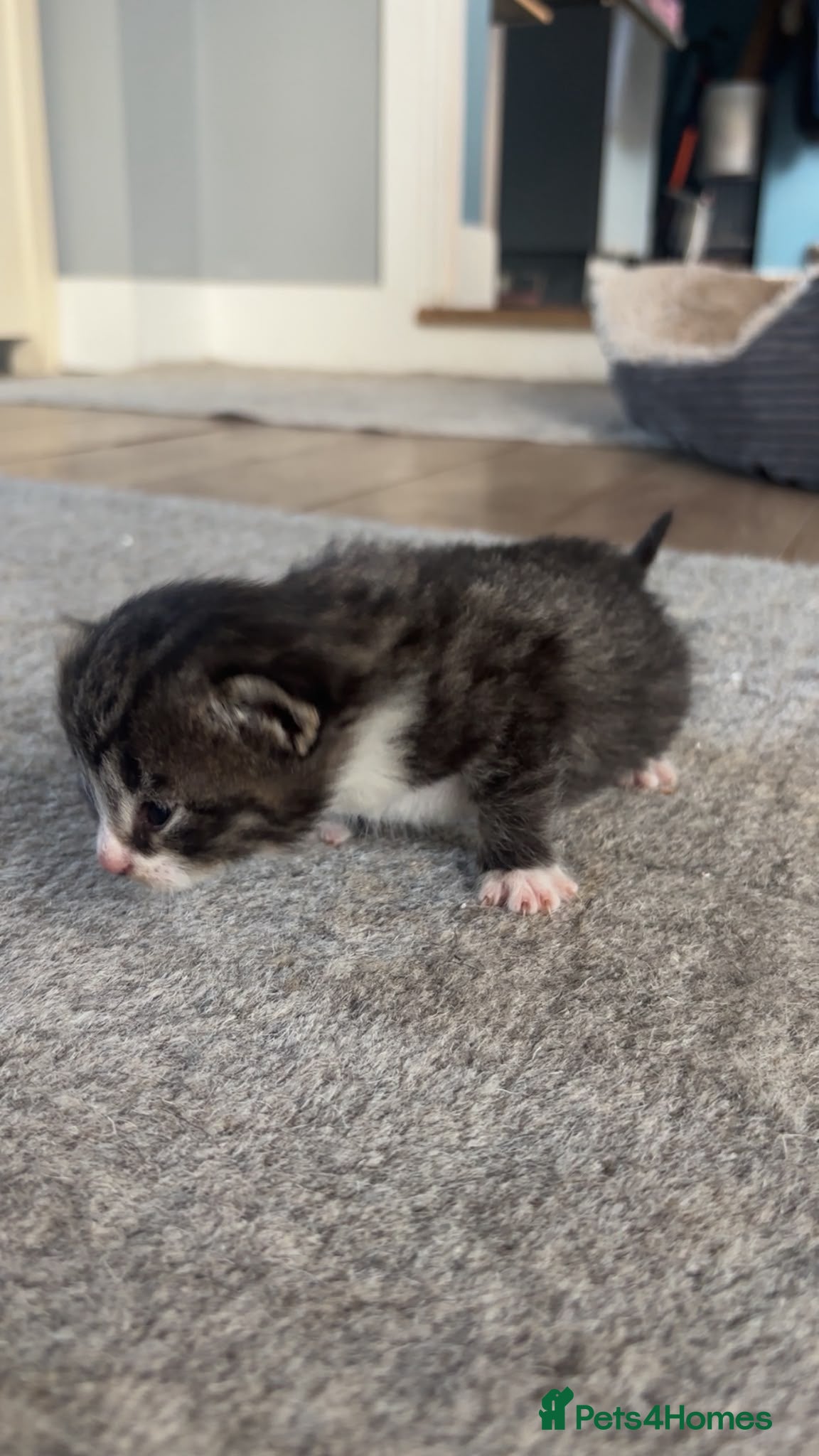 Gizmo 