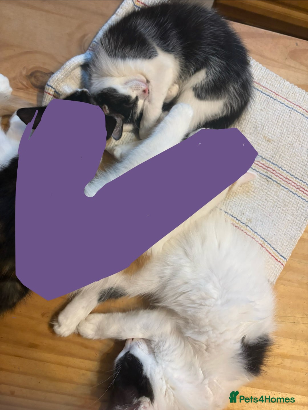 Domestic Shorthair cats for sale: 2 Black and White Kittens for sale - Image 1