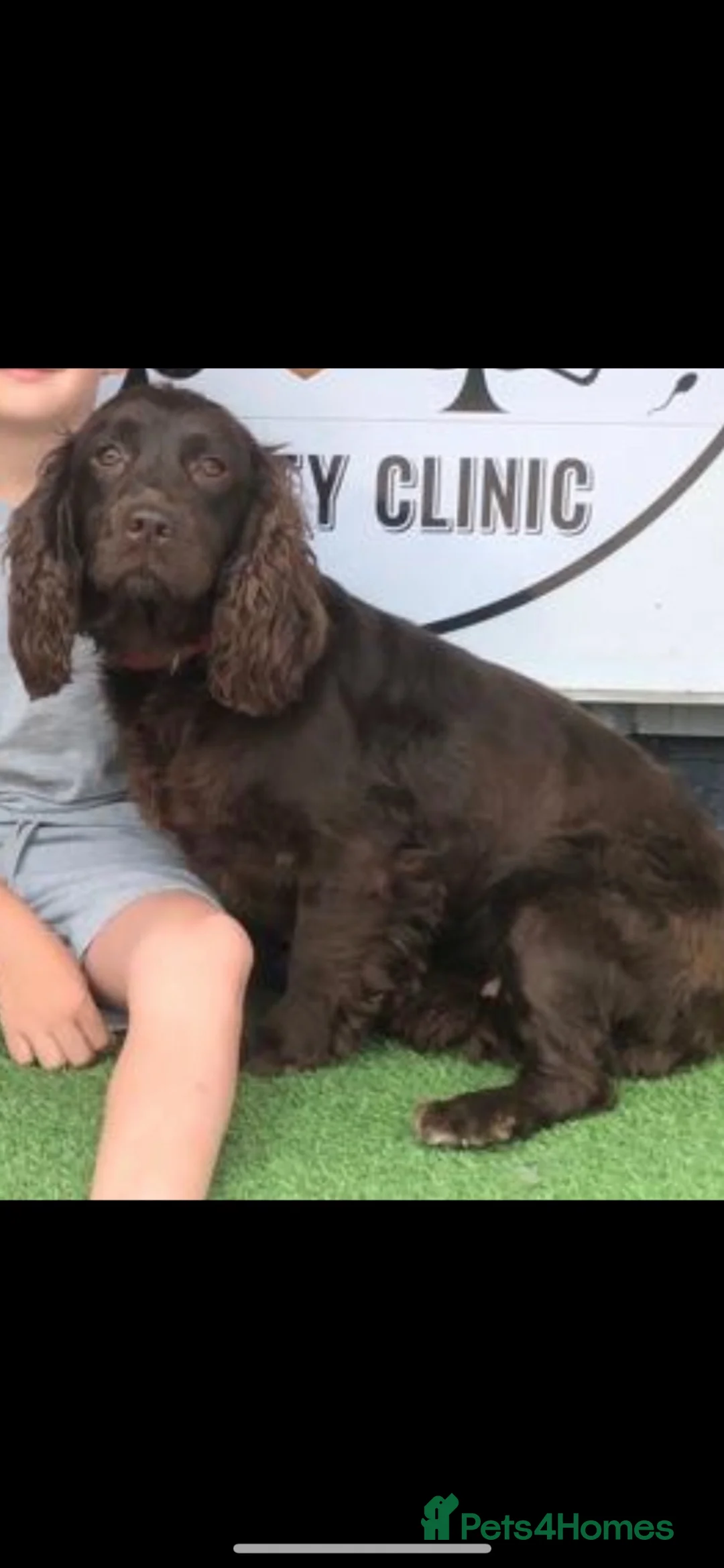 Cockapoo dogs for sale: Beautiful Cockapoo puppies  - Advert 13