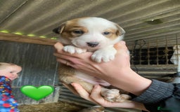 Welsh Collie dogs for sale: Welsh Sheepdog Puppies - Image 3