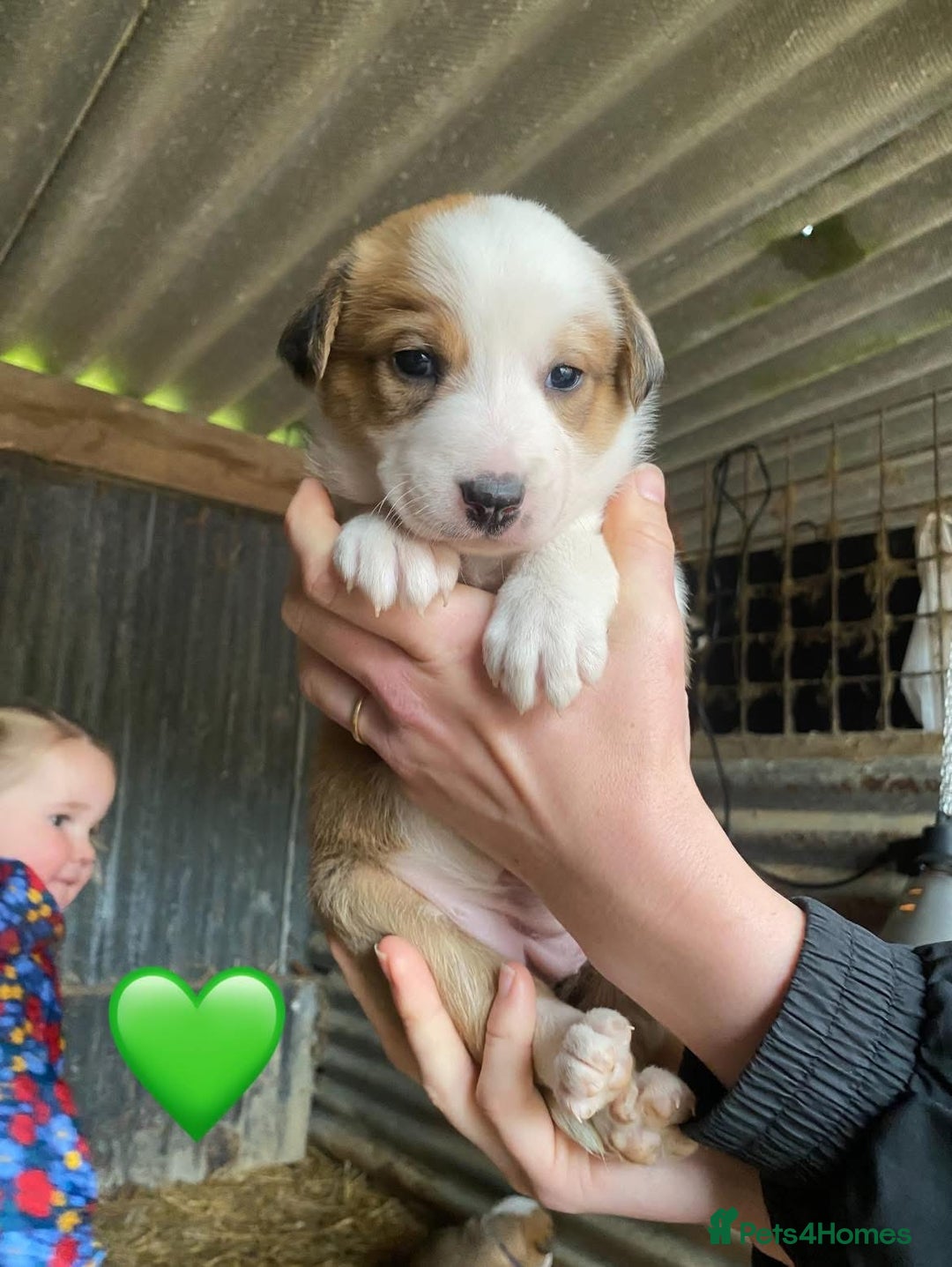 Welsh Collie dogs for sale: Welsh Sheepdog Puppies - Image 3