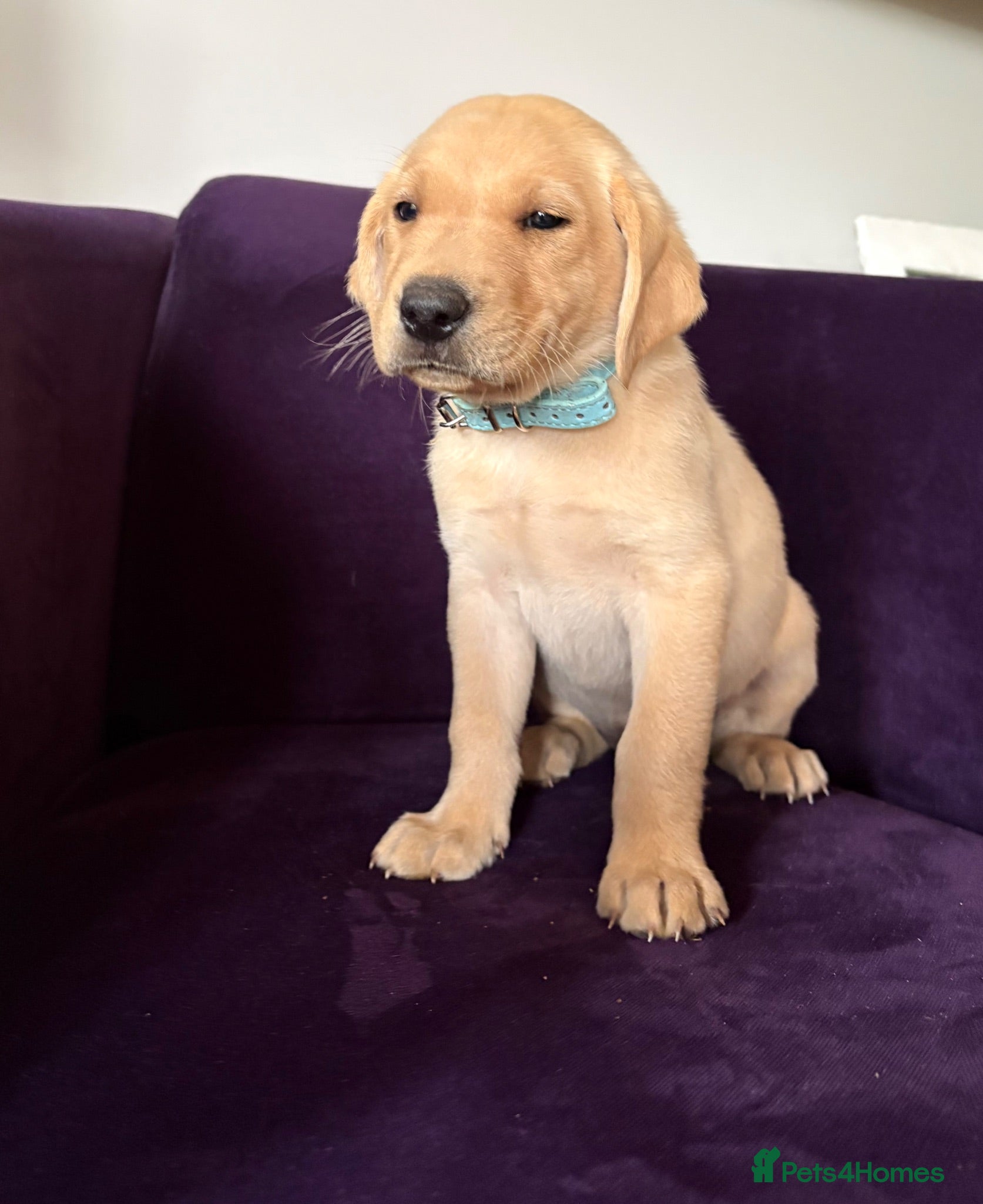 Labrador Retriever dogs Labrador puppies, black & yellow  - Advert 2