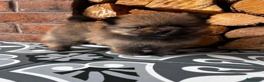 Pomeranian 3