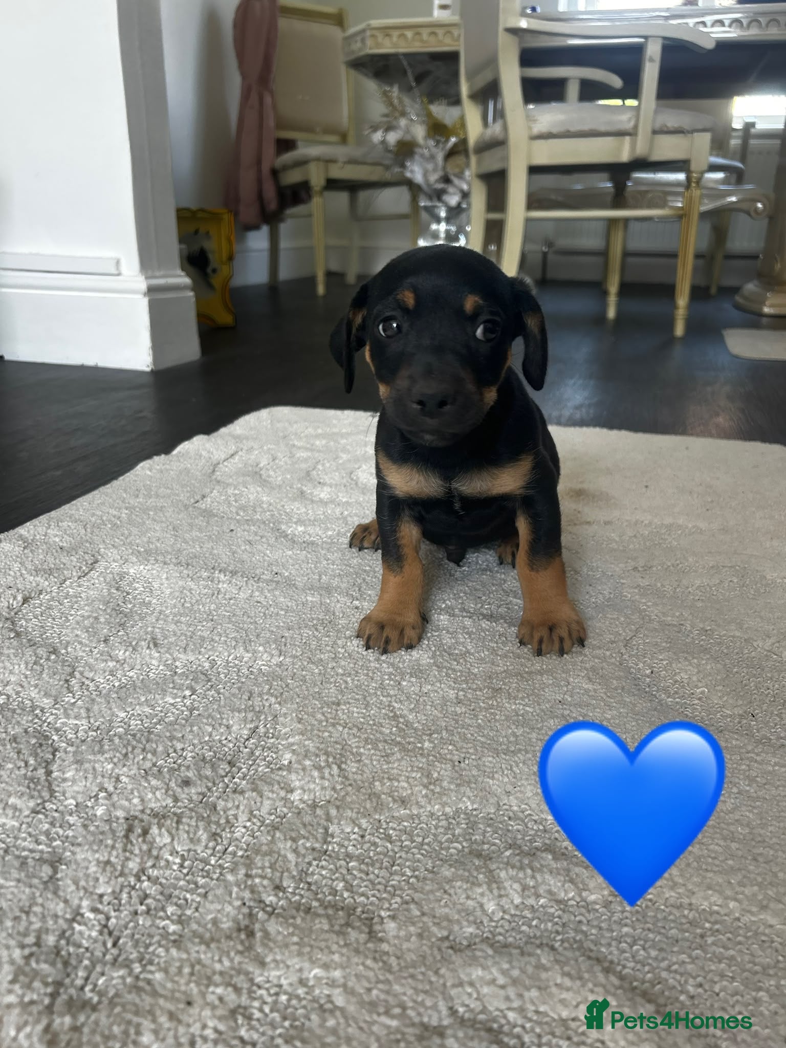Jack Russell dogs Jack Russel Puppies 💙💕 - Advert 2