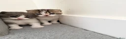 British Shorthair cats for sale: 3 British shorthair kittens - Advert 3