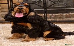 Cocker Spaniel dogs for sale: Pedigree English Show Cocker Spaniel Puppies - Image 5