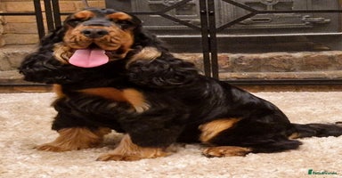 Cocker Spaniel dogs - Advert 3